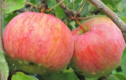 Яблоня осенняя Коричное полосатое 3-4летка 10л